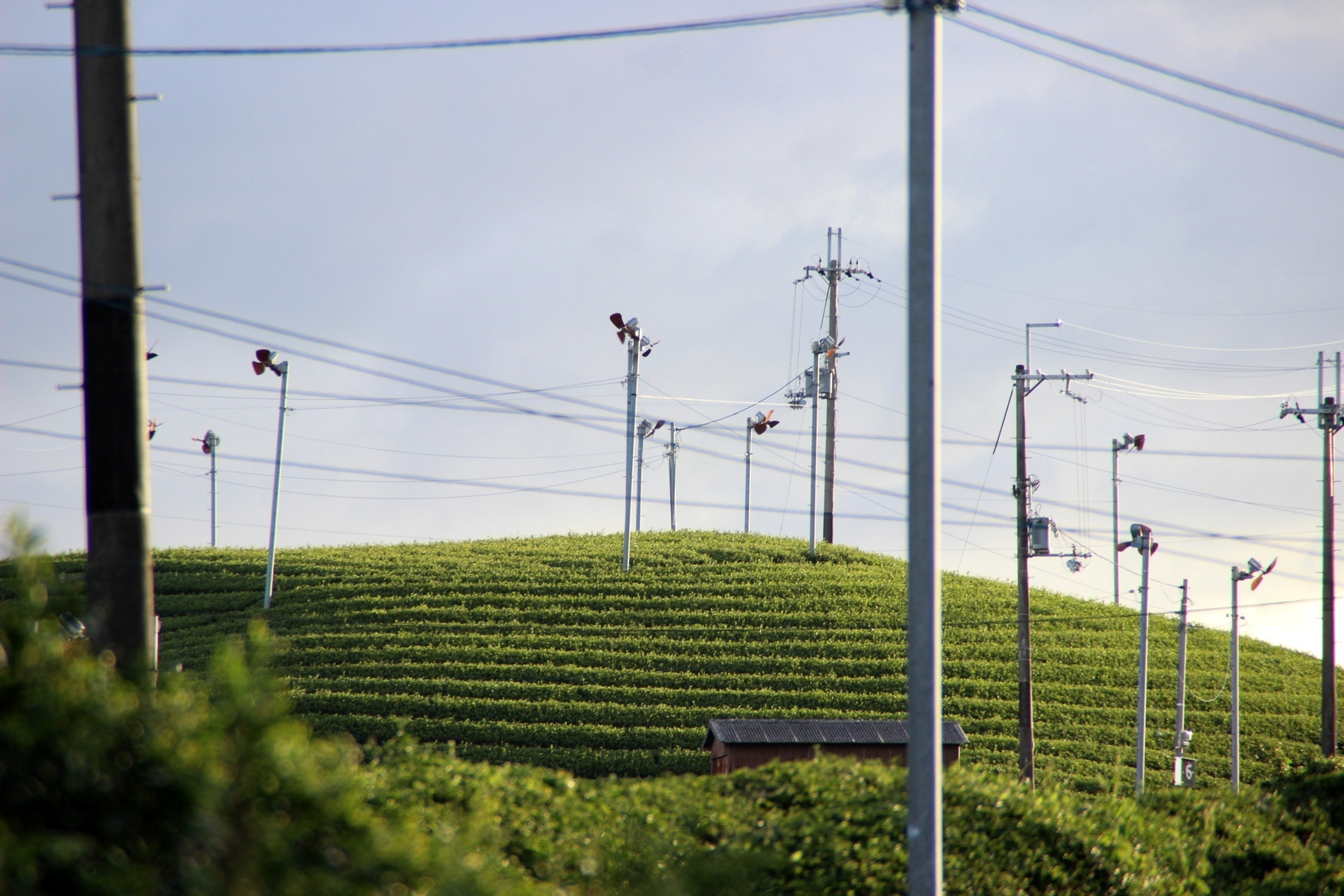 Rotoren zum Entwässern der Teefelder